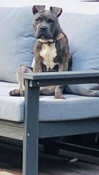 American Staffordshire Terrier and Boxer Dogs Available for Adoption - Humphrey | PetCurious