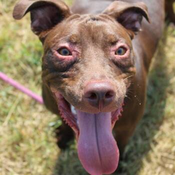 Spazz -  Pit Bull Terrier and Labrador Retriever Dog for Adoption in Cleveland, Mississippi - Spazz | PetCurious