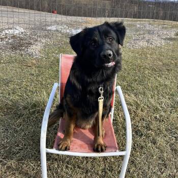 German Shepherd Dog and Golden Retriever Dogs Available for Adoption - Nero | PetCurious