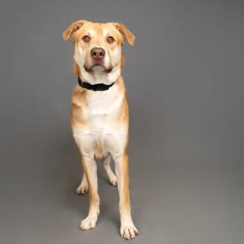 Mixed Breed Dogs Available for Adoption in Palm Springs, California - Reptar | PetCurious