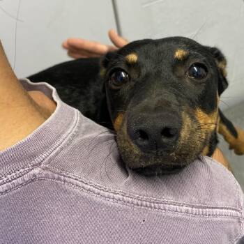Jin -  Dachshund and Catahoula Leopard Dog Dog for Adoption in Hattiesburg, Mississippi - Jin | PetCurious