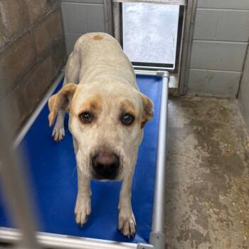 Border Collie and Pit Bull Terrier Dogs Available for Adoption in Brookfield, Missouri - Hercules | PetCurious