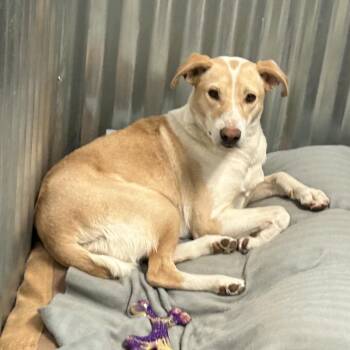 Winnie -  Mixed Breed Dog for Adoption in Flagstaff, Arizona - Winnie | PetCurious