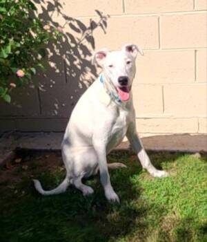 Goose -  Border Collie and Pit Bull Terrier Dog for Adoption in Mesa, Arizona - Goose | PetCurious