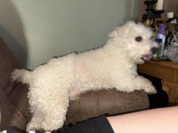Miniature Poodle and Maltipoo Dogs Available for Adoption in Waynesboro, Tennessee - Zepplin | PetCurious