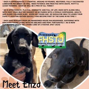 Rescue Labrador Retriever Dogs for Adoption in San Diego, California - Enzo | PetCurious