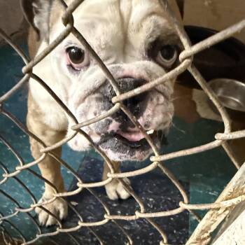 Janice -  Bulldog Dog for Adoption in Blue Springs, Missouri - Janice | PetCurious