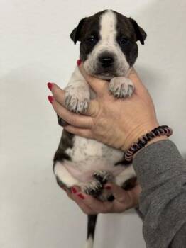 Dutch Shepherd and Boxer Dogs Available for Adoption in Morton Grove, Illinois - Nevaeh | PetCurious