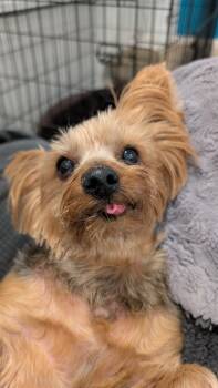 Rescue Yorkshire Terrier Dogs for Adoption in Sturgis, Michigan - Penelope | PetCurious