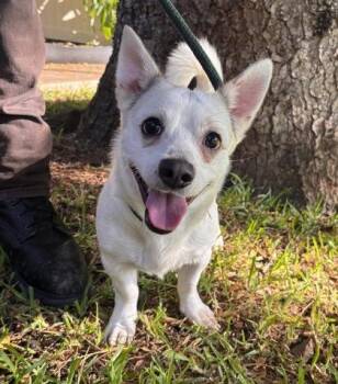 Bolt -  Terrier and Mixed Breed Dog for Adoption in Honolulu, Hawaii - Bolt | PetCurious