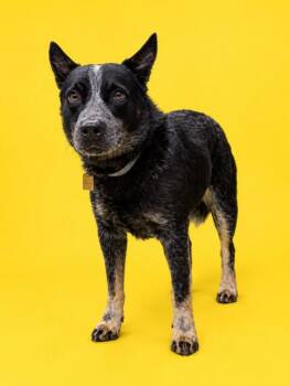 BLUE DINGO -  Australian Cattle Dog Blue Heeler Dog for Adoption in Doral, Florida - BLUE DINGO | PetCurious