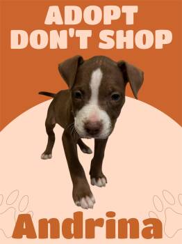 American Staffordshire Terrier Dogs Available for Adoption in Arlington, Texas - Andrina | PetCurious