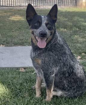 Australian Cattle Dog Blue Heeler Dogs Available for Adoption in Riverside, California - MACY | PetCurious