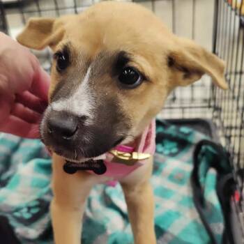 Hound and Chihuahua Dogs Available for Adoption in Marana, Arizona - Lucy | PetCurious