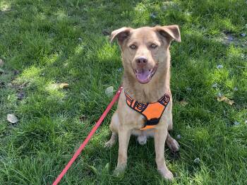 Rescue Husky and Australian Shepherd Dogs for Adoption in Pasco, Washington - Zuko | PetCurious