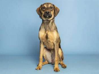 REESE -  German Shepherd Dog Dog for Adoption in Phoenix, Arizona - REESE | PetCurious