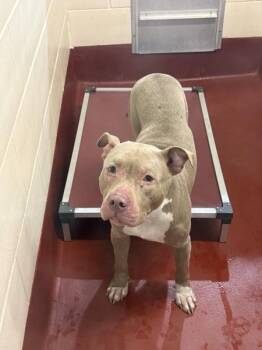 (111) -  Pit Bull Terrier Dog for Adoption in Marietta, Georgia - (111) | PetCurious