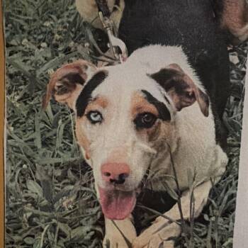 Dillon -  Catahoula Leopard Dog Dog for Adoption in Sequatchie, Tennessee - Dillon | PetCurious