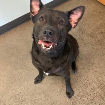 Rescue Border Collie Dogs for Adoption in Mishawaka, Indiana - Baby | PetCurious