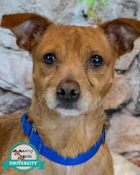 Norman -  Terrier and Chihuahua Dog for Adoption in Kennesaw, Georgia - Norman | PetCurious