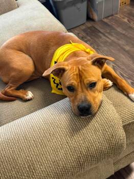 Pit Bull Terrier Dogs Available for Adoption in Germantown, Ohio - Sandman | PetCurious