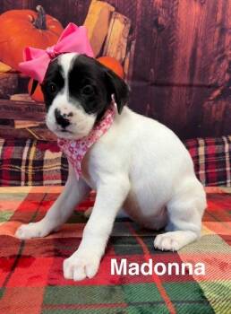 Rescue Great Pyrenees and Mountain Cur Dogs for Adoption in Sparta, New Jersey - Madonna | PetCurious