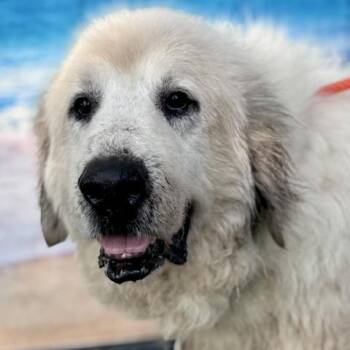 Kaiser -  Great Pyrenees Dog for Adoption in Spring, Texas - Kaiser | PetCurious