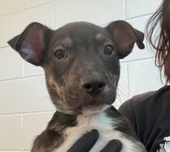 Labrador Retriever Dogs Available for Adoption - Maritza | PetCurious