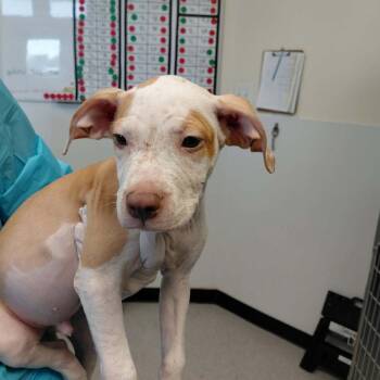Wylie 26-09-073 -  Pit Bull Terrier Dog for Adoption in Bastrop, Texas - Wylie 26-09-073 | PetCurious