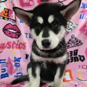 Alaskan Malamute and Siberian Husky Dogs Available for Adoption - Cady Heron | PetCurious