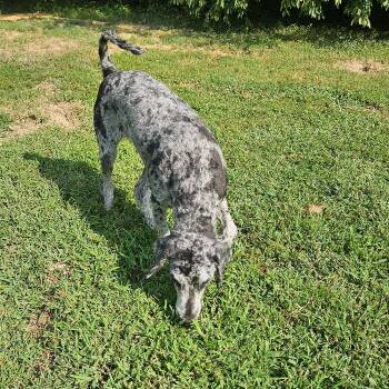 Rosie 8-25-2026 -  Goldendoodle Dog for Adoption in Louisville, Kentucky - Rosie 8-25-2026 | PetCurious