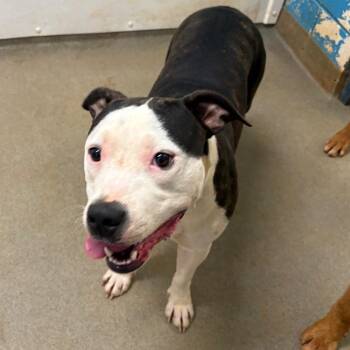 Mixed Breed Dogs Available for Adoption in Rocky Mount, Virginia - Minerva | PetCurious