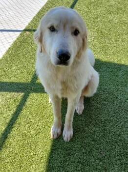 Sandman -  Great Pyrenees Dog for Adoption in Fayetteville, Arkansas - Sandman | PetCurious