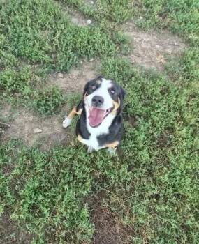 Tessa -  Corgi Dog for Adoption in Brownstown, Indiana - Tessa | PetCurious