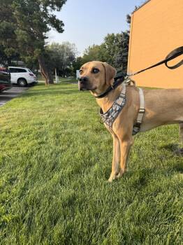 Junior -  Rhodesian Ridgeback Dog for Adoption in Brooklyn Center, Minnesota - Junior | PetCurious