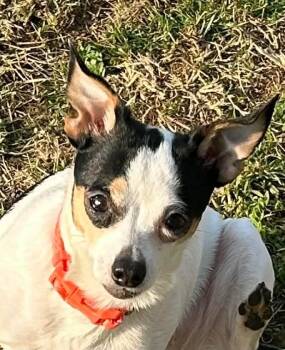 Chihuahua Dogs Available for Adoption in Campbellsville, Kentucky - Bella | PetCurious