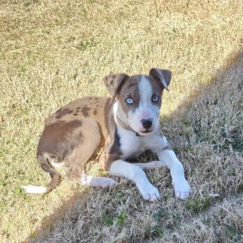 Labrador Retriever and Catahoula Leopard Dog Dogs Available for Adoption in Pottsboro, Texas - Dixie/Walker/Tex | PetCurious