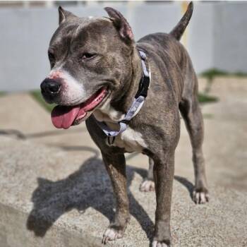 American Staffordshire Terrier and English Bulldog Dogs Available for Adoption in East St. Louis, Illinois - BaiBai-DH | PetCurious