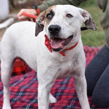 Ivy -  Mixed Breed Dog for Adoption in Cleveland, Texas - Ivy | PetCurious