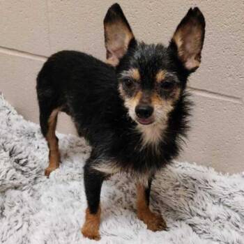 Roy Kent -  Chihuahua and Mixed Breed Dog for Adoption in Muncie, Indiana - Roy Kent | PetCurious