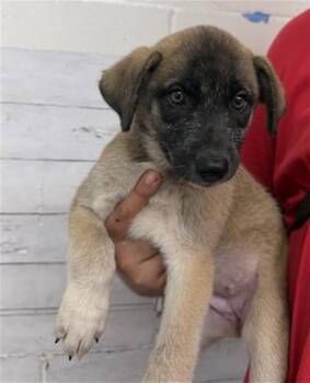 COCONUT -  German Shepherd Dog Dog for Adoption in San Bernardino, California - COCONUT | PetCurious