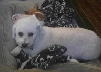 Rescue Bichon Frise Dogs for Adoption in Ashville, Ohio - Mango | PetCurious