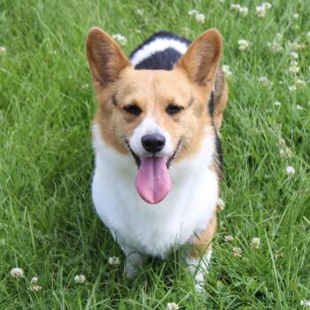 Jada -  Pembroke Welsh Corgi Dog for Adoption in Neosho, Missouri - Jada | PetCurious