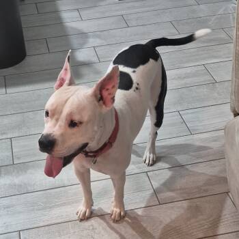 Rescue Mixed Breed Dogs for Adoption in Jupiter, Florida - Buddy | PetCurious