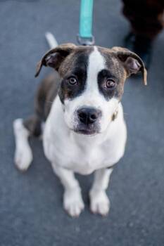 Arnold -  Pit Bull Terrier Dog for Adoption in Frankfort, New York - Arnold | PetCurious