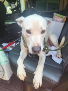 Charlie -  Mixed Breed Dog for Adoption in Mobile, Alabama - Charlie | PetCurious