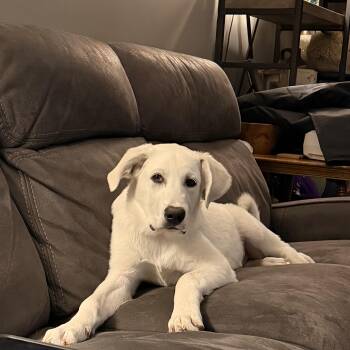 Marv -  Great Pyrenees and Anatolian Shepherd Dog for Adoption - Marv | PetCurious
