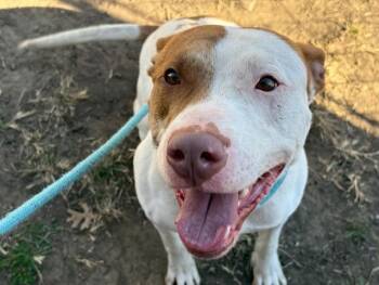 Pit Bull Terrier and Mixed Breed Dogs Available for Adoption - BITZ | PetCurious