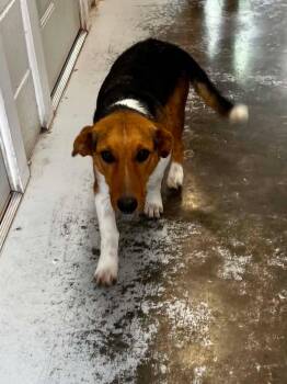 Jack -  Beagle and Jack Russell Terrier Dog for Adoption in Sunrise Beach, Missouri - Jack | PetCurious