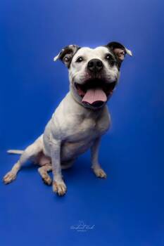 PETRA -  Pit Bull Terrier and Mixed Breed Dog for Adoption in Charlotte, North Carolina - PETRA | PetCurious